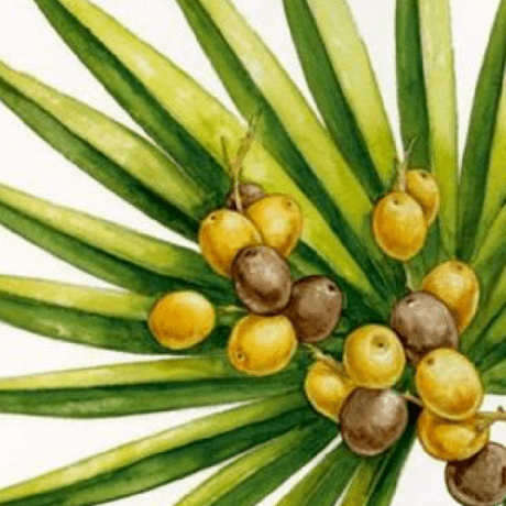 Saw Palmetto Extract for Mens Hair Growth