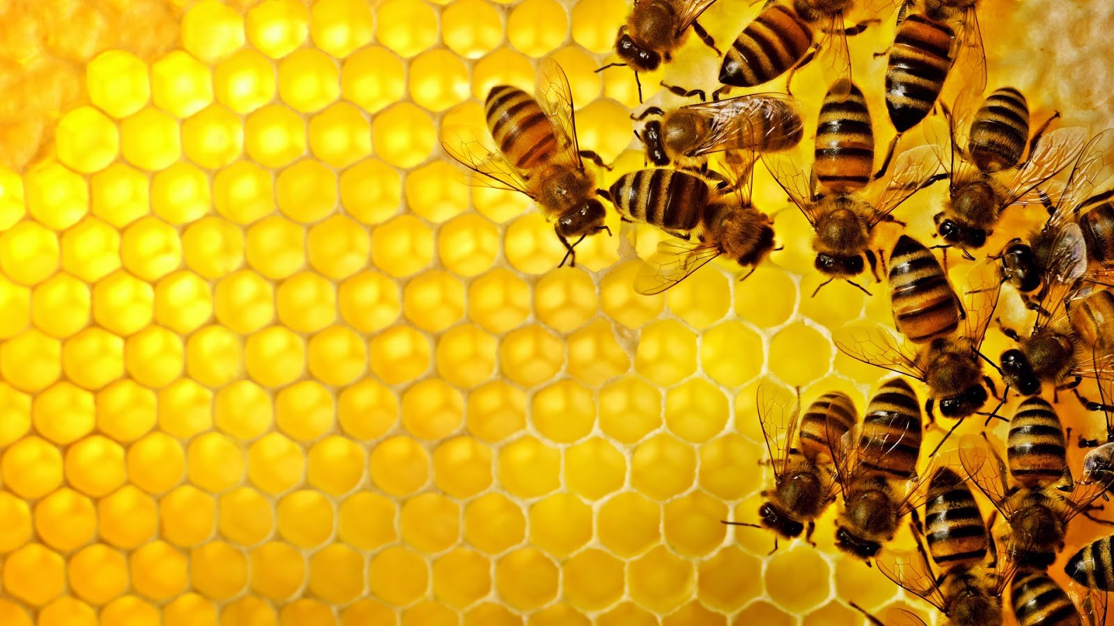 Honey bees in a honeycomb